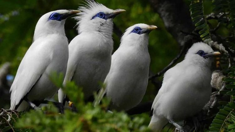 Pelepasliaran Curik Bali Perkuat Komitmen Konservasi