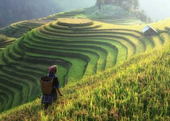 Jember Prioritaskan Pertanian untuk Ketahanan Pangan