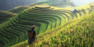 Jember Prioritaskan Pertanian untuk Ketahanan Pangan