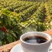 Pelatihan Kopi Wanagiri Dorong Daya Saing Petani