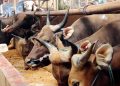 Bali Perketat Kuota Pengeluaran Sapi Lokal