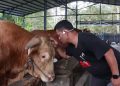 Bison Sapi Jumbo Balikpapan Jadi Kurban Bantuan Presiden