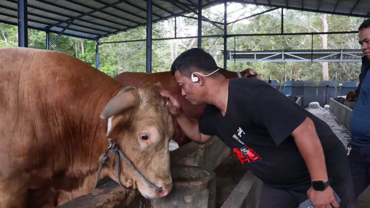 Bison Sapi Jumbo Balikpapan Jadi Kurban Bantuan Presiden