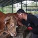 Bison Sapi Jumbo Balikpapan Jadi Kurban Bantuan Presiden