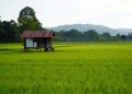 Kutim Perluas Sawah demi Swasembada Pangan