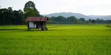 Kutim Perluas Sawah demi Swasembada Pangan
