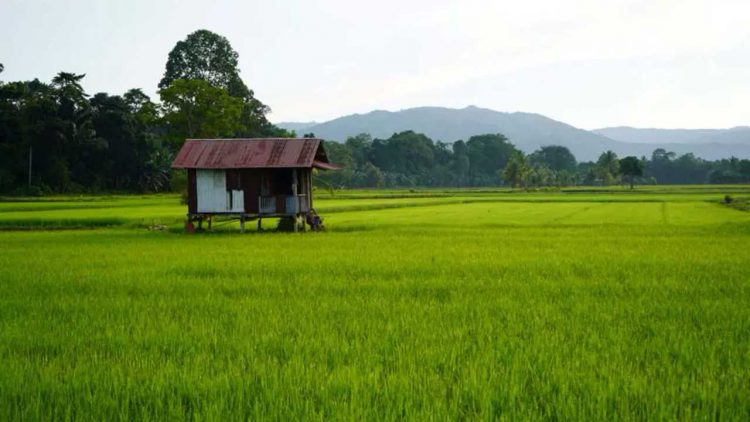Kutim Perluas Sawah demi Swasembada Pangan