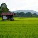 Kutim Perluas Sawah demi Swasembada Pangan