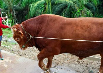 IKN Gelar Iduladha Perdana di Masjid Negara