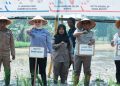 Banyuasin Optimistis Lampaui Satu Juta Ton Padi