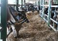 Jelang Iduladha, PELNI Angkut 825 Ekor Sapi dari Kupang ke Jakarta