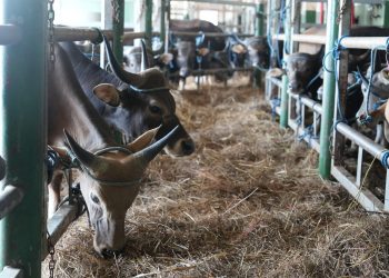 Jelang Iduladha, PELNI Angkut 825 Ekor Sapi dari Kupang ke Jakarta