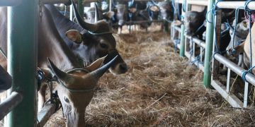 Jelang Iduladha, PELNI Angkut 825 Ekor Sapi dari Kupang ke Jakarta