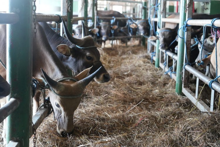 Jelang Iduladha, PELNI Angkut 825 Ekor Sapi dari Kupang ke Jakarta