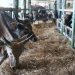 Jelang Iduladha, PELNI Angkut 825 Ekor Sapi dari Kupang ke Jakarta