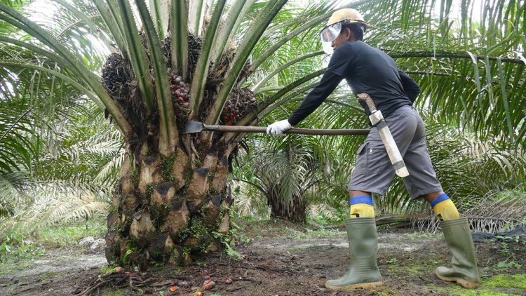 Harga Sawit Kaltim Naik Dipicu Penguatan CPO