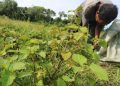 USK Perkuat Industri Nilam Aceh Berkelanjutan