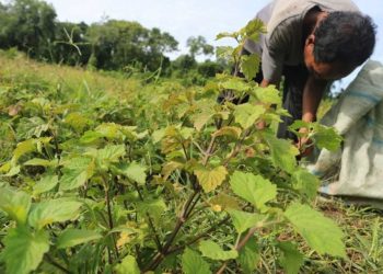 USK Perkuat Industri Nilam Aceh Berkelanjutan