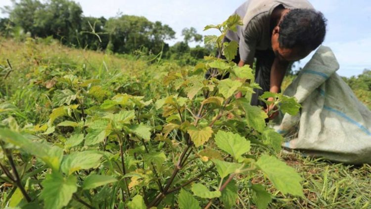 USK Perkuat Industri Nilam Aceh Berkelanjutan