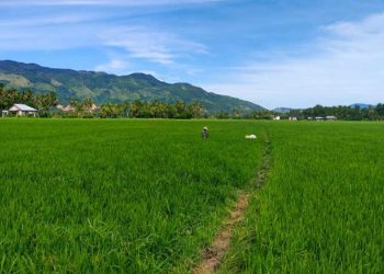 Aceh Percepat Pemulihan Lahan Sawah Pascabencana