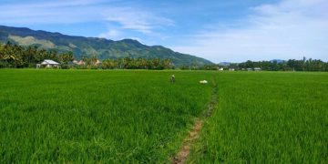 Aceh Percepat Pemulihan Lahan Sawah Pascabencana