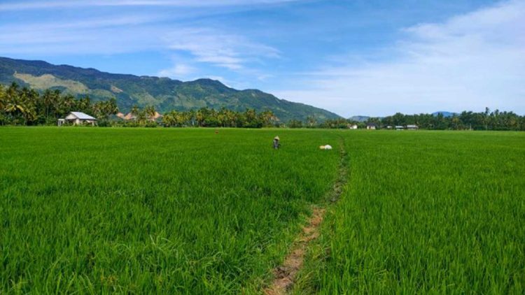 Aceh Percepat Pemulihan Lahan Sawah Pascabencana