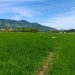 Aceh Percepat Pemulihan Lahan Sawah Pascabencana