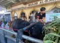 Sapi Kurban Presiden dari Peternak Surabaya