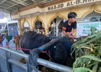 Sapi Kurban Presiden dari Peternak Surabaya