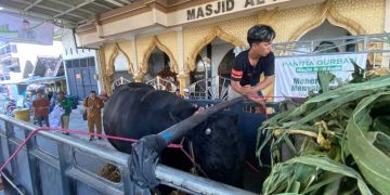 Sapi Kurban Presiden dari Peternak Surabaya