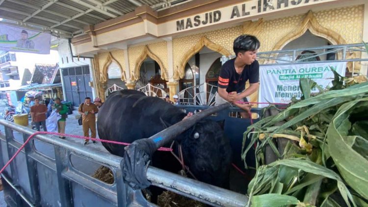 Sapi Kurban Presiden dari Peternak Surabaya