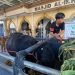 Sapi Kurban Presiden dari Peternak Surabaya