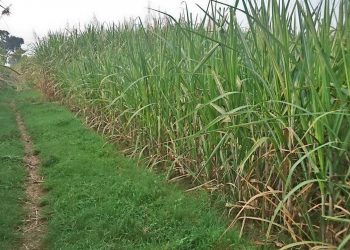 Khofifah Pimpin Tanam Tebu Perdana Dukung Swasembada Gula