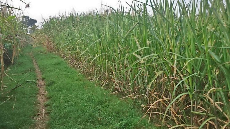 Khofifah Pimpin Tanam Tebu Perdana Dukung Swasembada Gula