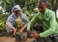Green Justice Indonesia Salurkan 10 Ribu Bibit Kemenyan untuk Pulihkan Hutan Adat