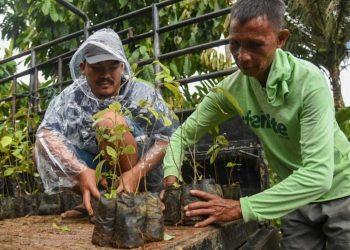 Green Justice Indonesia Salurkan 10 Ribu Bibit Kemenyan untuk Pulihkan Hutan Adat