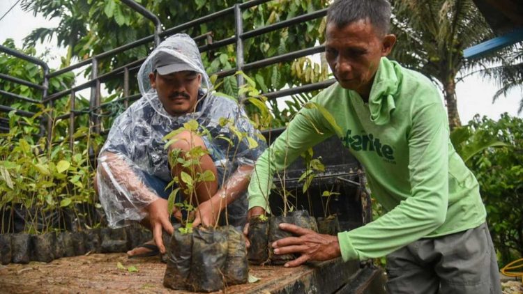 Green Justice Indonesia Salurkan 10 Ribu Bibit Kemenyan untuk Pulihkan Hutan Adat