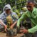 Green Justice Indonesia Salurkan 10 Ribu Bibit Kemenyan untuk Pulihkan Hutan Adat
