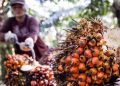 STDB Jadi Syarat Petani Sawit Mitra Perusahaan