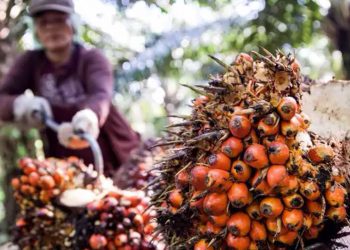STDB Jadi Syarat Petani Sawit Mitra Perusahaan