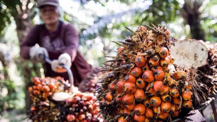 STDB Jadi Syarat Petani Sawit Mitra Perusahaan