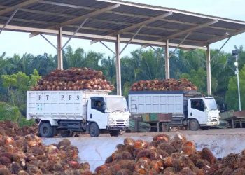 Bupati Kutim Kumpulkan Perusahaan Sawit Bahas Harga TBS