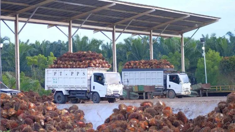 Bupati Kutim Kumpulkan Perusahaan Sawit Bahas Harga TBS