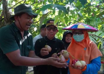 Inovasi Jambu Air Multivarietas Berpotensi Jadi Ikon Kutai Timur