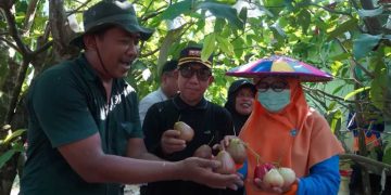 Inovasi Jambu Air Multivarietas Berpotensi Jadi Ikon Kutai Timur