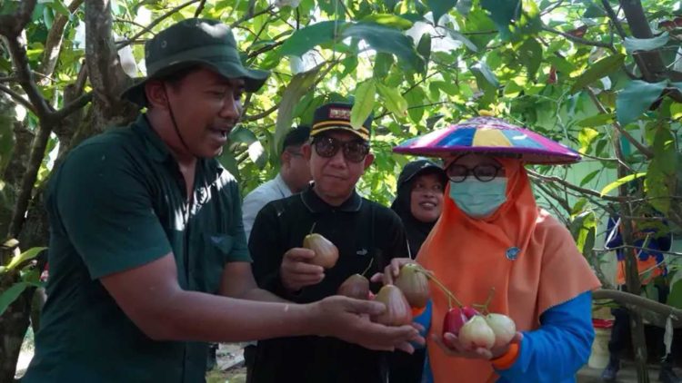 Inovasi Jambu Air Multivarietas Berpotensi Jadi Ikon Kutai Timur