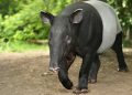 Tapir Sumatera Tewas di Jalan Koridor Dekat Tesso Nilo