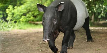 Tapir Sumatera Tewas di Jalan Koridor Dekat Tesso Nilo