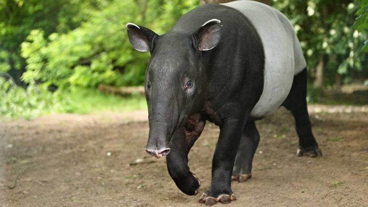 Tapir Sumatera Tewas di Jalan Koridor Dekat Tesso Nilo