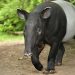 Tapir Sumatera Tewas di Jalan Koridor Dekat Tesso Nilo